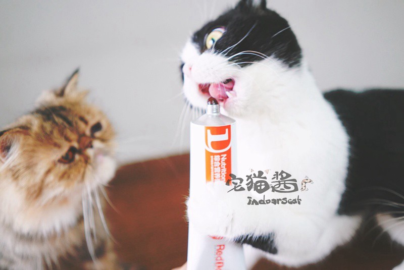 Nhà Mèo Sốt Con Chó Màu Đỏ Kem Dinh Dưỡng 120 gam Mèo Tha Mồi Vàng Dog Dinh Dưỡng Dinh Dưỡng Cat Puppy Pet Chăm Sóc Sức Khỏe 	sữa bột cho chó con 1 tháng tuổi