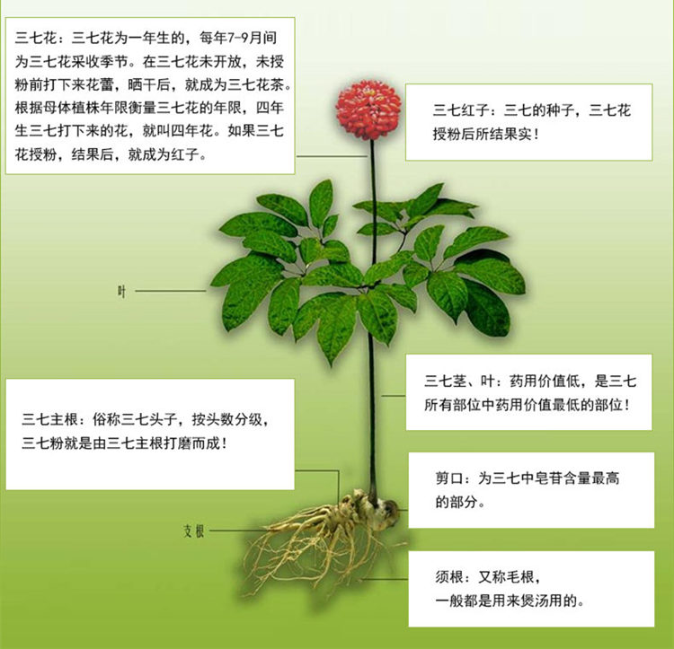 三七全株750-1