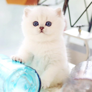纯种英短银渐层银点矮脚小奶猫咪活物宠物猫咪活幼体幼崽可爱小型