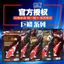  Shenyang giant scale koi fish feed Koi giant carp master brilliant red breeding tricolor red and white increase body 10kg