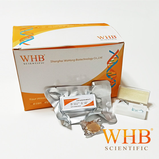 WHB-6-CS-LC 多聚赖氨酸处理6孔板圆形细胞爬片（&Phi;24mm） 灭菌 100片/盒