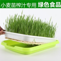 Bean sprouts sprouting Basin home-made soilless cultivation hydroponic sprouting basin wheat seedling planting pot sprout vegetable nursery plate