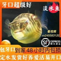 Зебра собака голова головы пухло