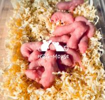 Daily delivery of live milk mouse mouse feed Mouse frozen mouse red skin powder skin frost Pet milk mouse live feed