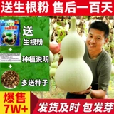 Саженцы тыквы саженцы 孑 Натуральные очень большие семена тыквы семян