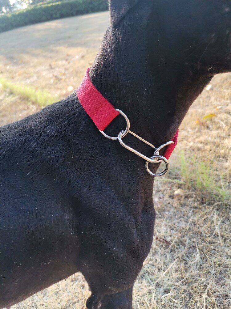 Large and medium-sized dog neck-sleeve universal neck-tight traction rope P-chain collar