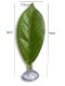 Thai Betta Fish Beginner Care Yellow Powder Methyl Blue Betel Leaf Resting Leaf Special Fish Food for Bettas