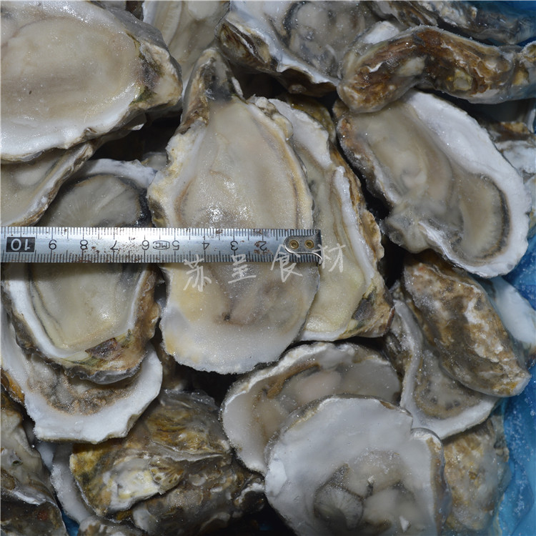 優質半殼生蠔野生生蠔新鮮冷凍生蠔牡蠣1只左右江浙滬皖包郵