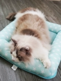 Подушка для собак Pet Pad Four Seasons Универсальный маленький средний средний большой средний средний цвет для собак и кошачьей клетки клетки клетки клетки клетки