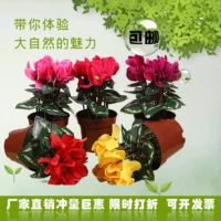 Đặc biệt cung cấp mô phỏng cyclamen hoa giả chậu cảnh phòng khách trang trí nhà máy hoa giường giả chậu hoa năm mới với chậu nhựa hoa - Hoa nhân tạo / Cây / Trái cây cây hoa đào giả