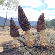 Tibetan specialty Linzhi Morchella Sheep Mushroom plateau agricultural products new dry goods stew 100 grams nationwide