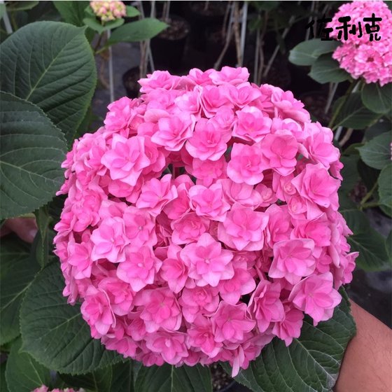 Endless summer hydrangea seedlings open four seasons flower potted green plant Wanhua mirror cone flower hand bow hydrangea seedling indoor