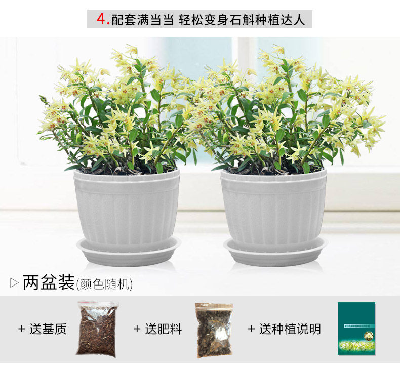 0701 Саженцы 3 горшки 790_10.jpg