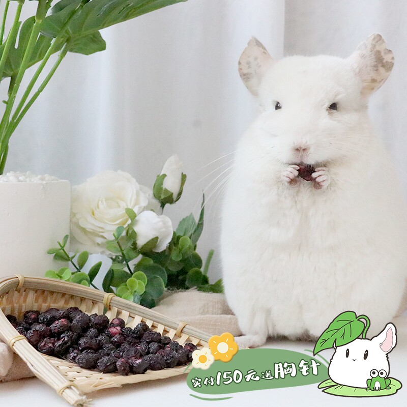 Small Pet Dragon Cat Rabbit Guinea Pig Hamster Squirrel Fruits Blueberry Dry Snack To Improve Immunity Delay Aging
