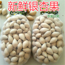 2023 (fresh old tree ginkgo) fresh raw ginkgo gingko fruit 2 pounds quality and quantity with shell