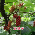 秦南百草轩