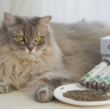 Новый продукт маленький дикий леопардовый бутылок мяты 45 мл, чтобы облегчить эмоциональную траву для кошек, сливочные волосы, кошачьи закуски для кошек