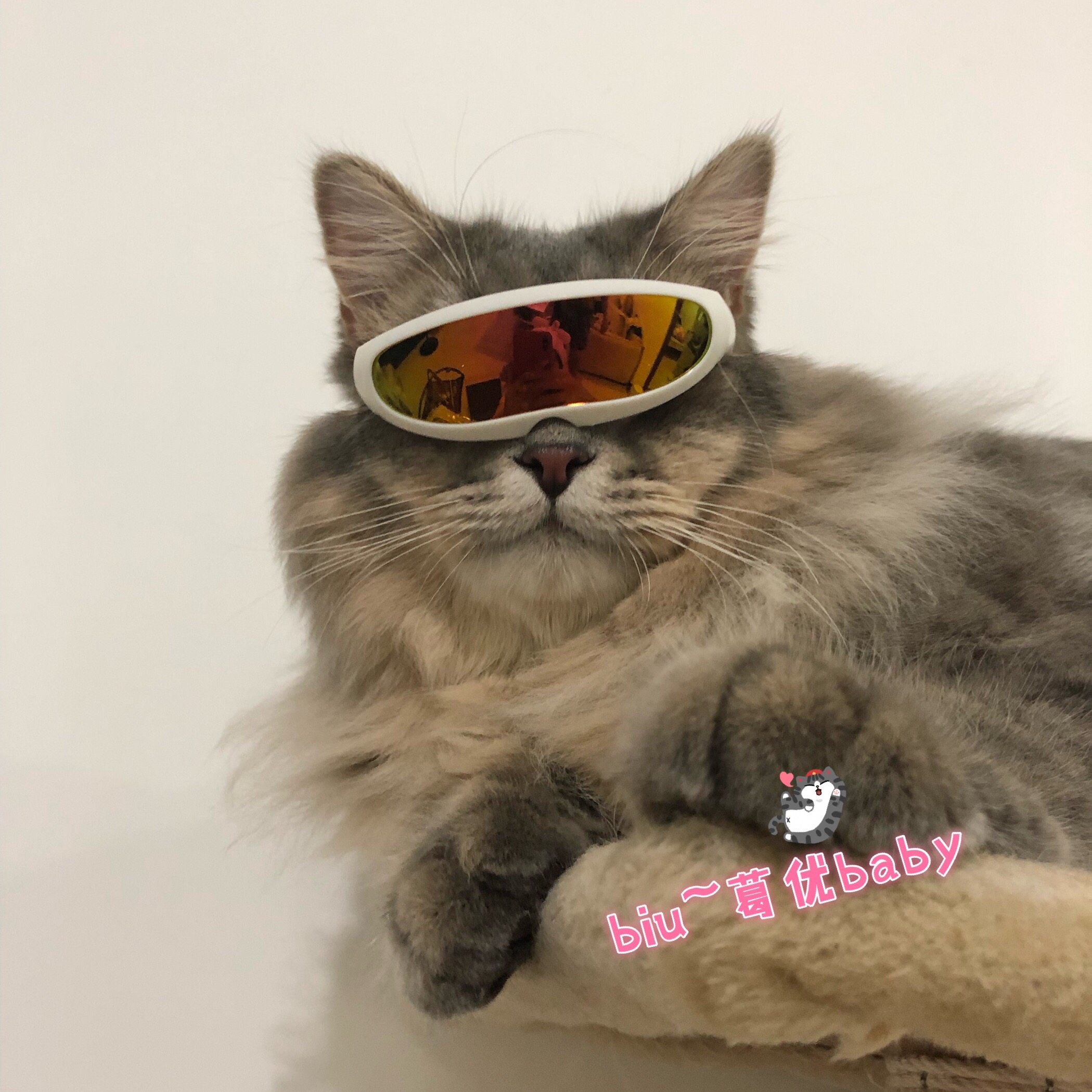 Cola's New Pet Space Sunglasses Cat Accessories Photo Accessories Styling Funny Glasses Pet Sunglasses