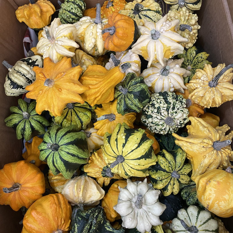 【Super Big Deal】Natural Mexican Gourd Decorative Item, for Viewing and Handling
