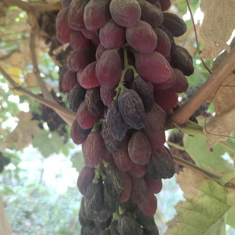 Xinyu raisins Xinjiang super large-sized disposable 500 grams Turpan new pregnant women and children's snacks