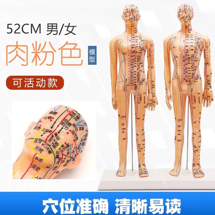 人体针灸穴位模型肉粉色中医教学全身十二经络数字定位 扎针练习
