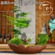 Lùn nhỏ tre nhỏ chậu tre trong nhà hoa màu xanh lá cây cây cảnh đám mây tre bàn trà trang trí hoa chậu vi cảnh - Trang trí nội thất