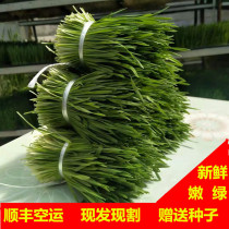 Selenium-rich fresh wheat grass barley juicy wheat seedling barley seedling barley for youth farming enzyme high alkaline