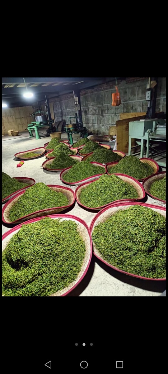 云南冰岛18寨七彩沧江古树茶庄园普洱茶的LOGO