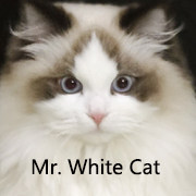 猫爷精裁绅装