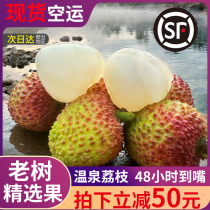 Shunfeng Airchair Hainan Princess Heeping spot Now of Extra Large Fruit 5 catties Old Tree Lychie