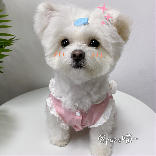 Super cute little fish hair clip dogs bangs clip ຜົມນ້ອຍ ຜົມແຕກຫັກ clip side clip hair clip hair accessories clip