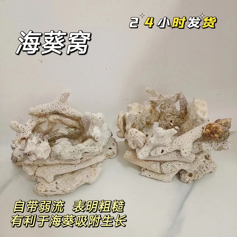 Pacifier Sea Anemone Nest Coral Nest Coral Bone Handmade Natural and Beautiful Fixed Anti-Run Nest Landscaping Decoration