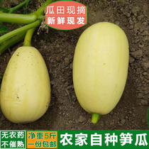 Shicheng apricot melon fresh vegetables Seasonal fruits and vegetables are now picked and shipped Bamboo shoots and melons Jiangxi Shicheng specialty 5 kg pack