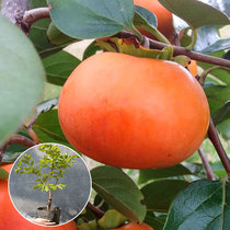 Persimmon sapling persimmon tree courtyard fruit tree fruit sapling courtyard sapling north south fruit crisp sweet persimmon sapling