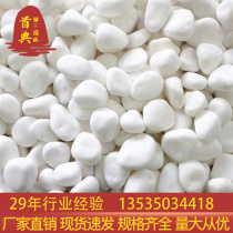 Tonnage price white pebbles courtyard paving natural courtyard balcony landscaping potted fish tank landscaping white stone