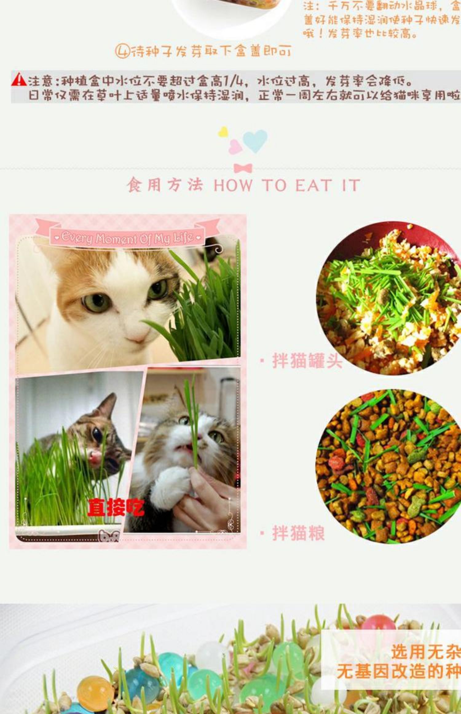 Lúa mì hạt giống cỏ mèo đặt thủy canh đất trồng cây trong chậu chậu cỏ mèo mèo xong mèo ăn nhẹ - Đồ ăn nhẹ cho mèo đồ ăn cho mèo