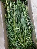 21 years drying wheat grass Pet rabbit Dutch pig Chinchilla turtle forage can replace Timothy gross weight 1000 grams