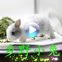 Country Bunny Dodge Dwarf Rabbit Mini Tea Cup Rabbit Small Pet Living Bedroom Pet Animal Rabbit Not Long