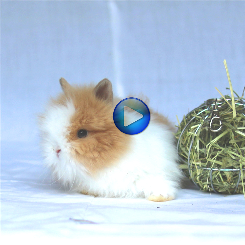Angolan long-haired covered-face cat Cat Rabbit live mini long-haired purebred pet rabbit Short-eared Rabbit Real rabbit live
