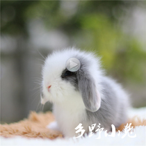 Short-haired lop-eared rabbit Long-haired pet rabbit Purebred rabbit Small live mini small Dutch rabbit baby