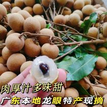 Guangdong Lush Знаменитый Dragon Eye Stone Stone Kip Kip Dragon Eye Fresh Когда Плоды Сезона Теперь Подбирают Gui Round Old Trees