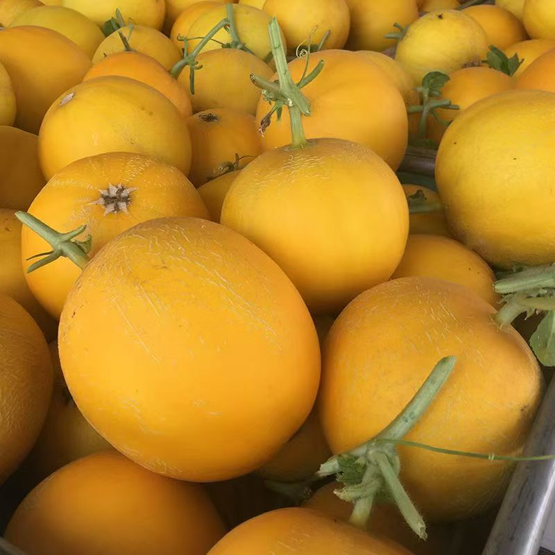 金美人蜜瓜：甜蜜夏日，一口入魂的自然馈赠