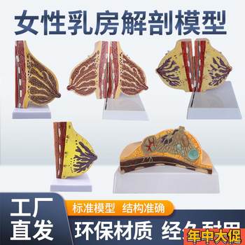 Female lactation breast model, breast anatomy, breast model k, maternal and infant care, confinement nanny training model