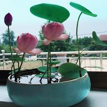 The flower pot is easy to live well to feed the planting balcony sleeping lotus without soil hydropony plants Four Seasons water raising flowers Indoor small