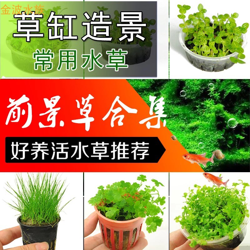 Build view mini short pearl groveling pearl Bull Fur Dug earbuds with deer antlers Foreground Water Grass