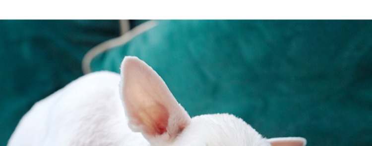 Hương vị và nốt ruồi chó chống rách thanh 7 ngày xương cắn chó con nhỏ Teddy dog ​​nhai răng làm sạch que ăn nhẹ - Đồ ăn vặt cho chó hạt mềm cho chó con