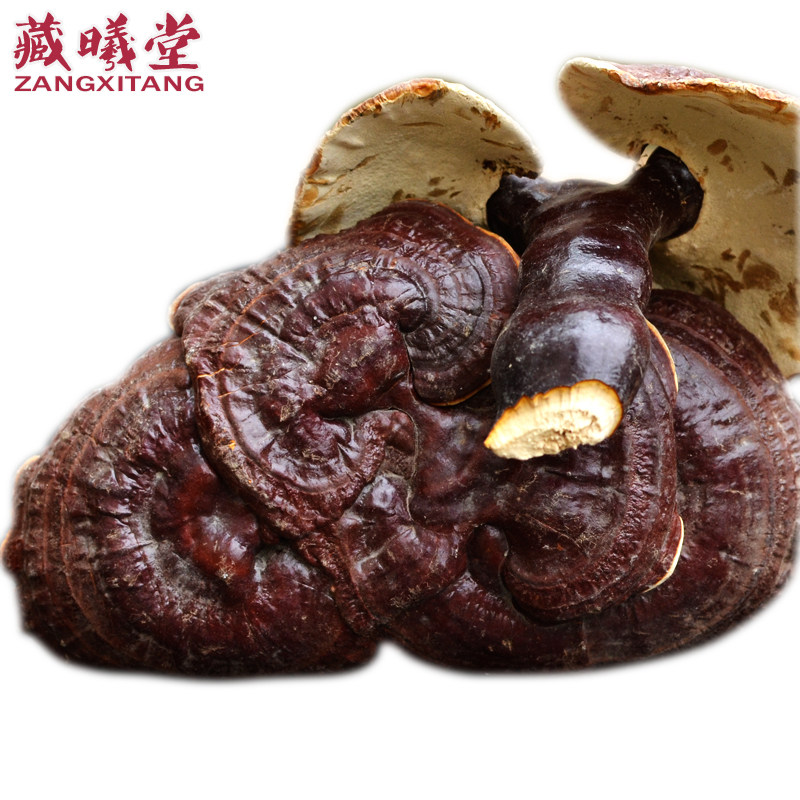 Tibetan Xitang Bai Lingzhi 100g*1 bag Ganoderma lucidum Tibetan Ganoderma lucidum whole selection