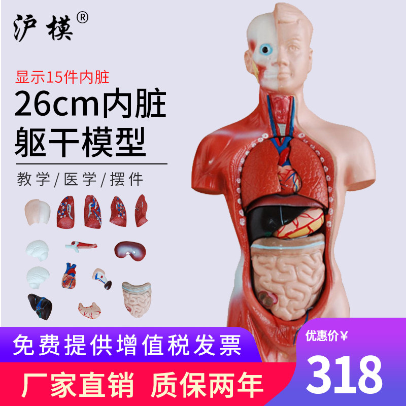 沪模 26CM躯干模型人体内脏解剖模拟器官展示中小学幼儿科学生理卫生教具演示模型XC203