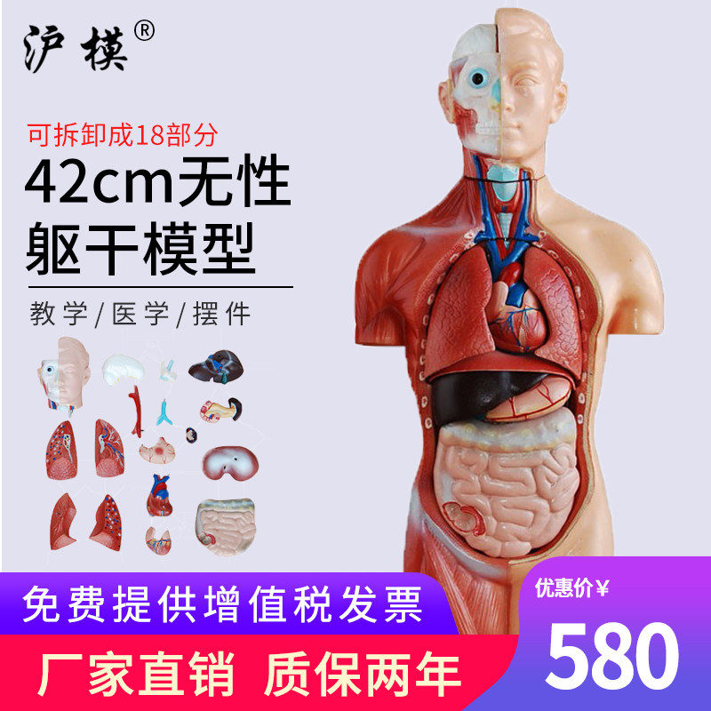 沪模 42cm无性躯干模型可拆分18部件 人体身体器官构造教学模具内脏解剖演示模型HM/XC207