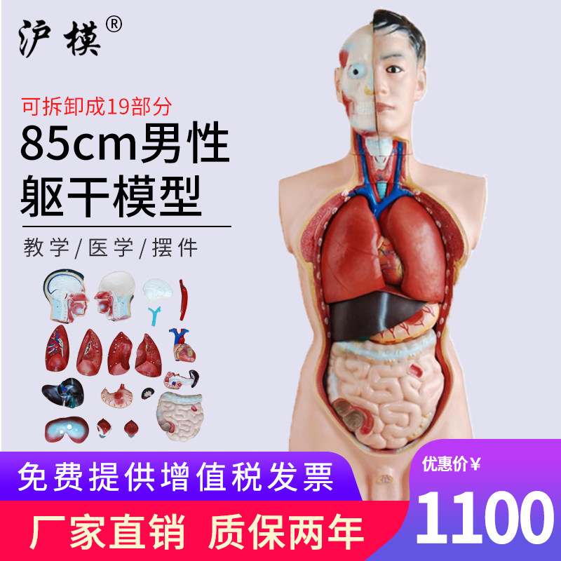 沪模 85cm男性躯干模型可拆分19部件 人体内脏解剖胸腹部器官结构医学模型XC201